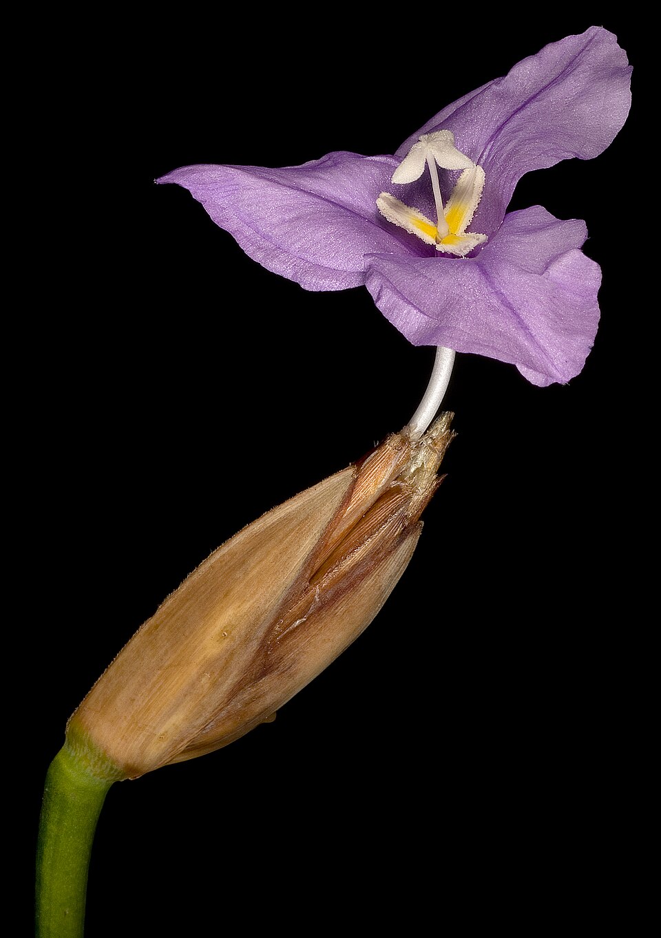 Patersonia occidentalis (Purple Flag) (alternate view 9)