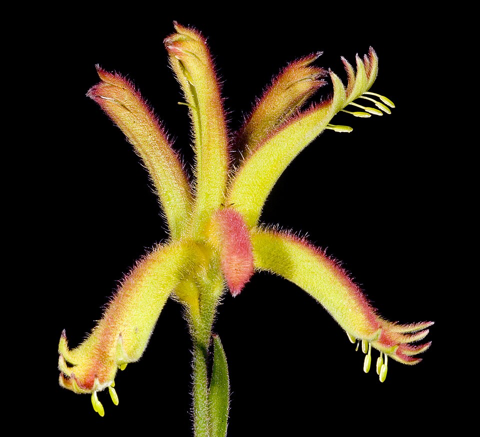 Anigozanthos humilis (Catspaw) (alternate view 9)