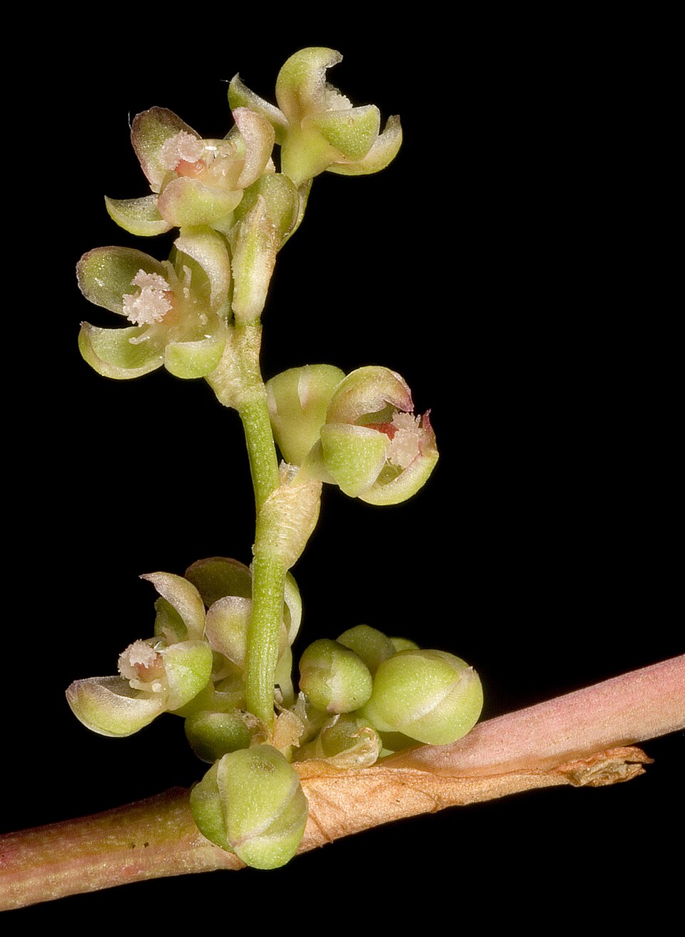 Muehlenbeckia adpressa (Climbing Lignum) (alternate view 7)