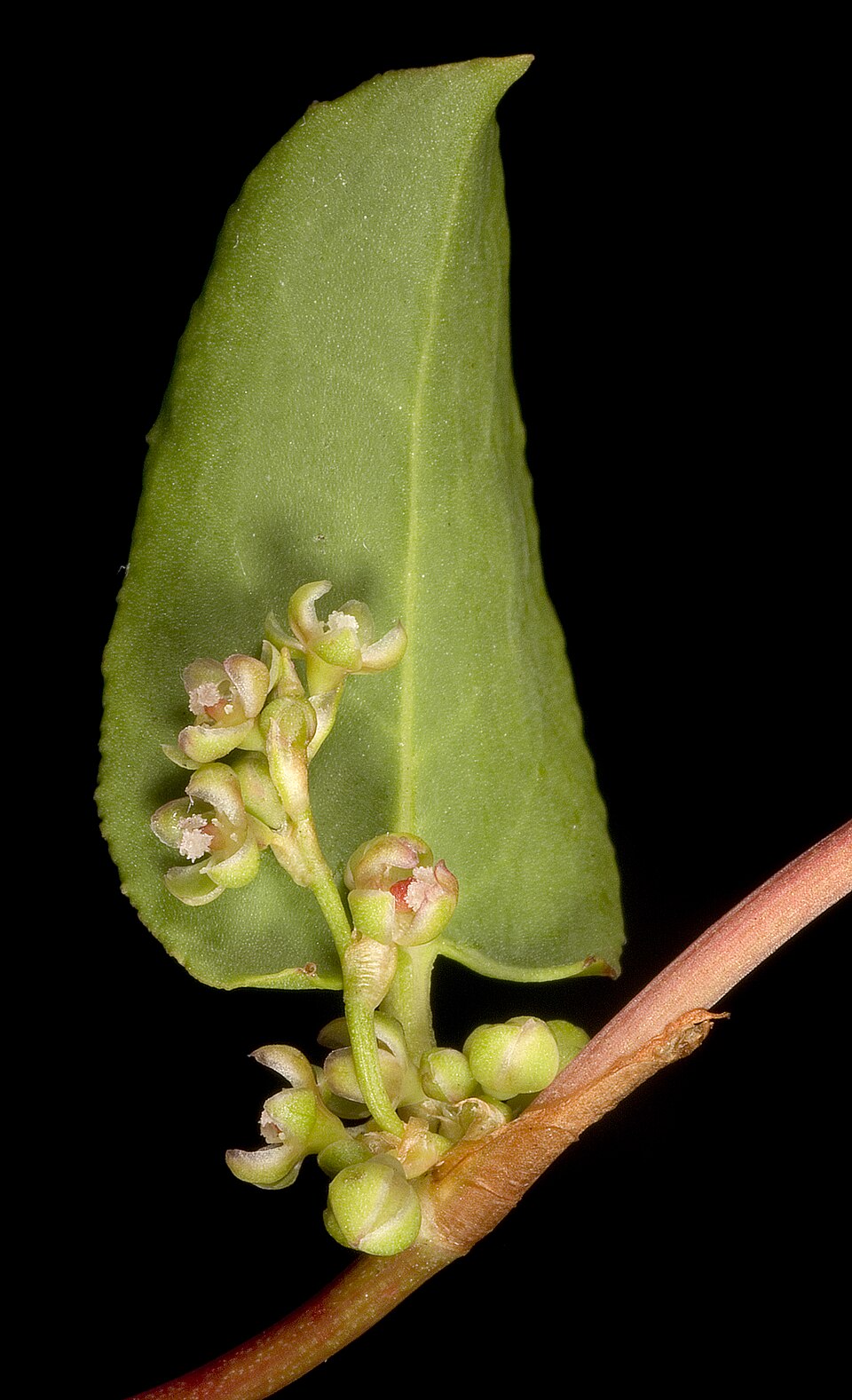 Muehlenbeckia adpressa (Climbing Lignum) (alternate view 8)