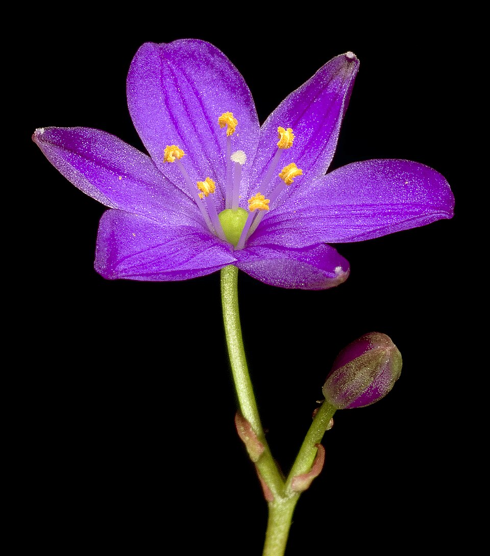 Chamaescilla corymbosa (Blue Stars) (alternate view 3)