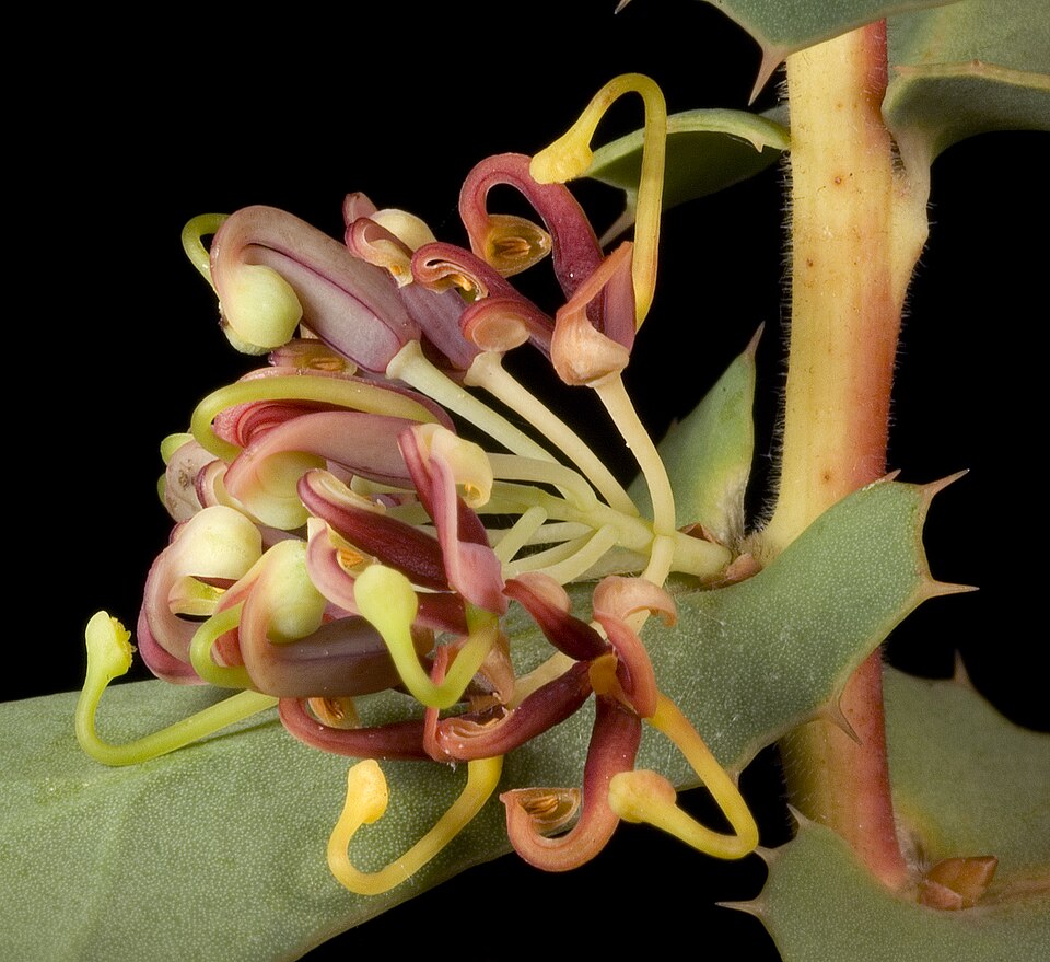 Hakea (Pincushion trees) (alternate view 3)