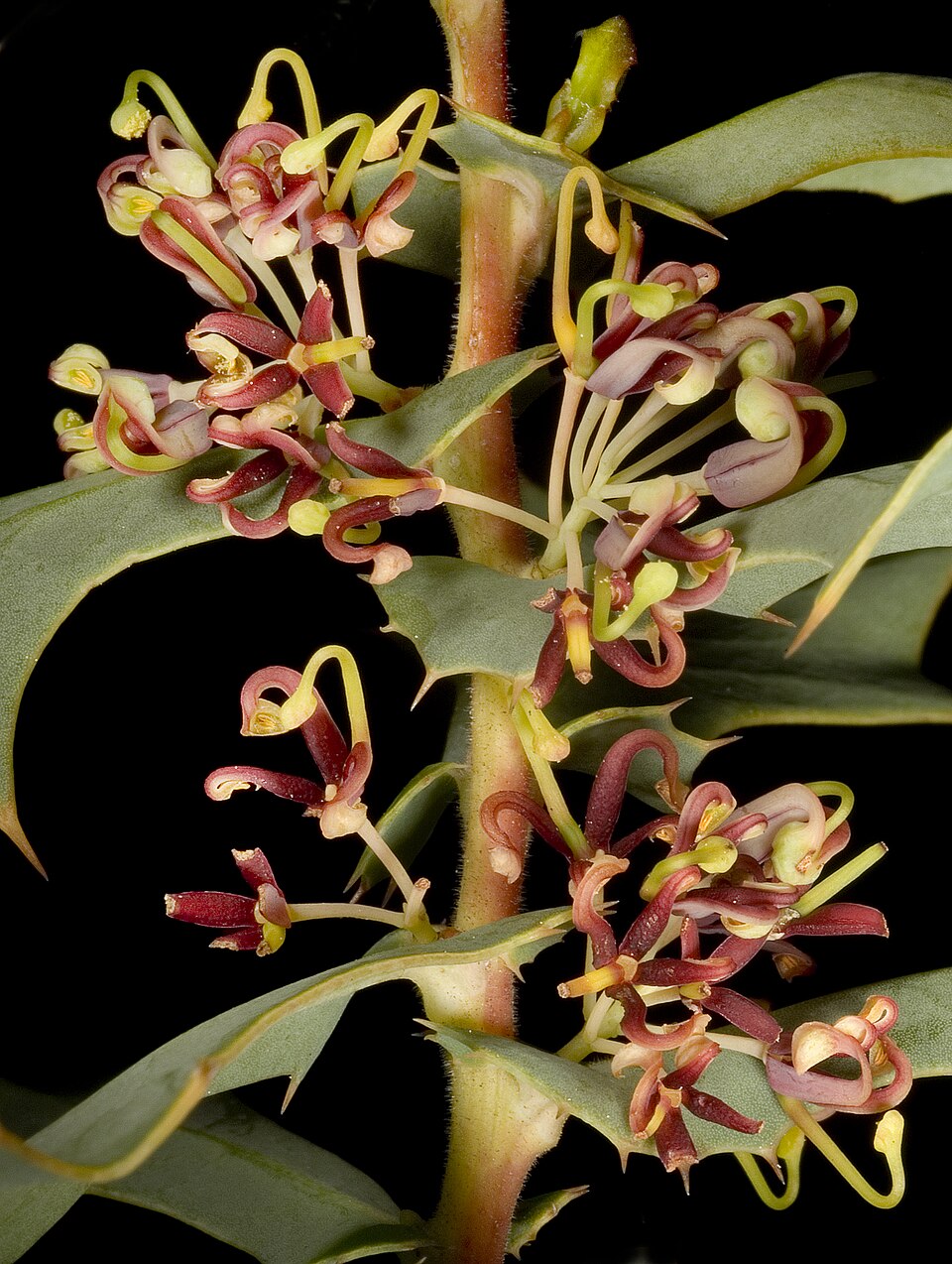 Hakea (Pincushion trees) (alternate view 4)