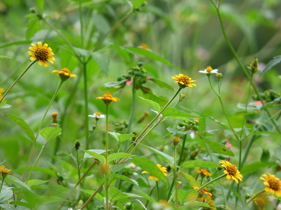 Acmella repens (Oppositeleaf Spotflower) (alternate view 6)