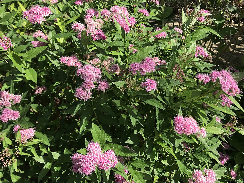 Spiraea japonica (Japanese Spirea) (alternate view 11)