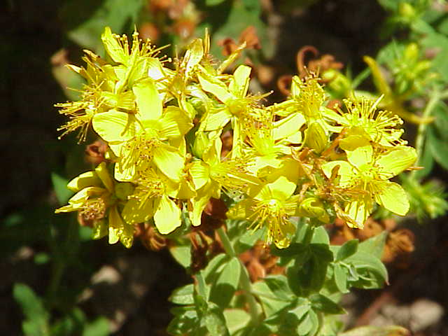 Hypericum tetrapterum (Square Stemmed Saint John's Wort)