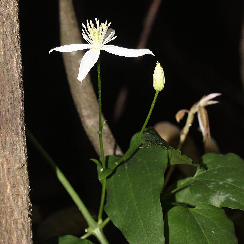 Clematis terniflora (Sweet Autumn Clematis) (alternate view 9)