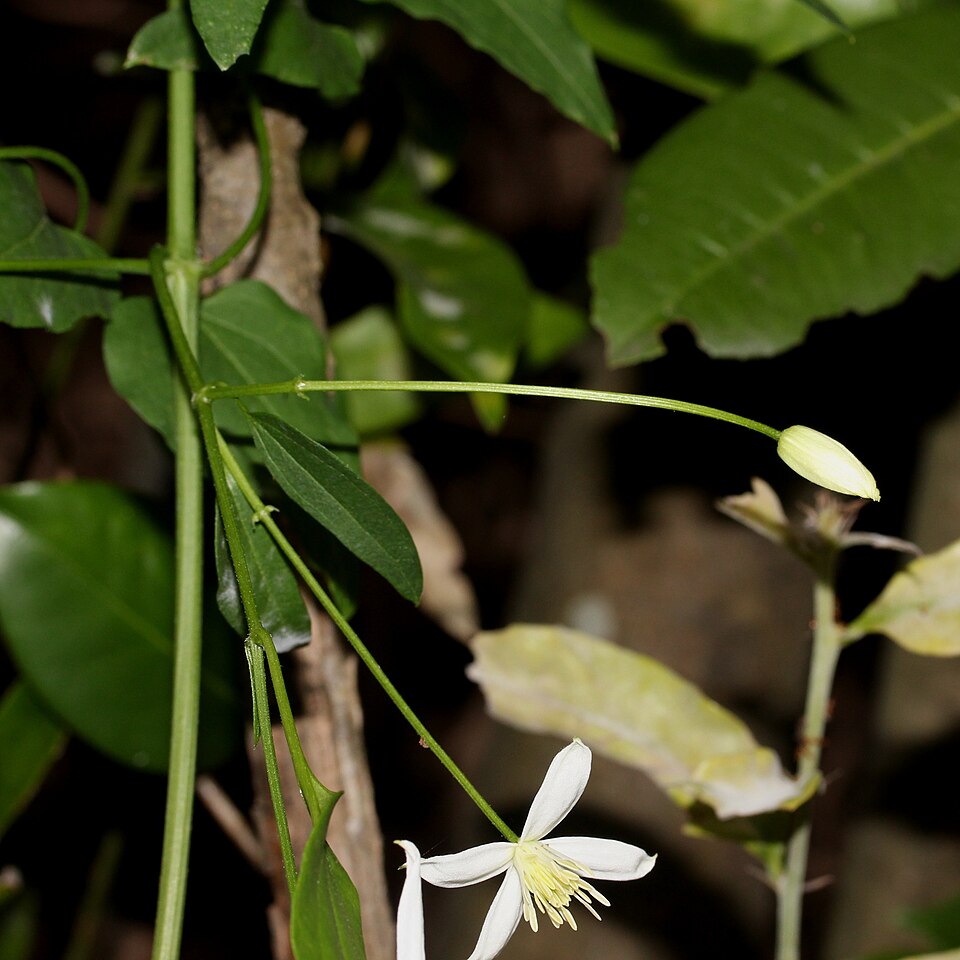 Clematis terniflora (Sweet Autumn Clematis) (alternate view 10)