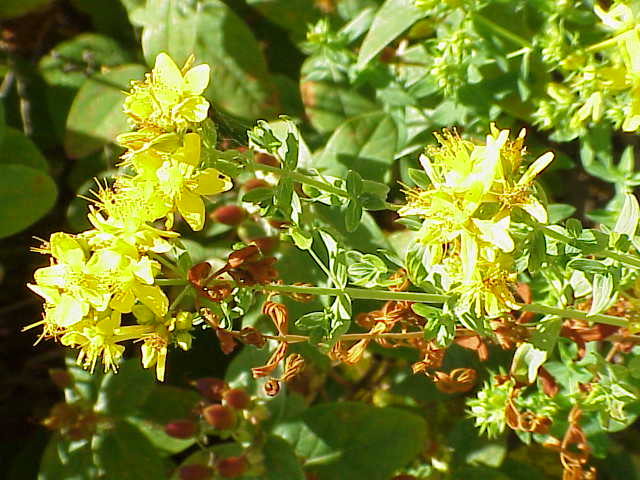 Hypericum tetrapterum (Square Stemmed Saint John's Wort)