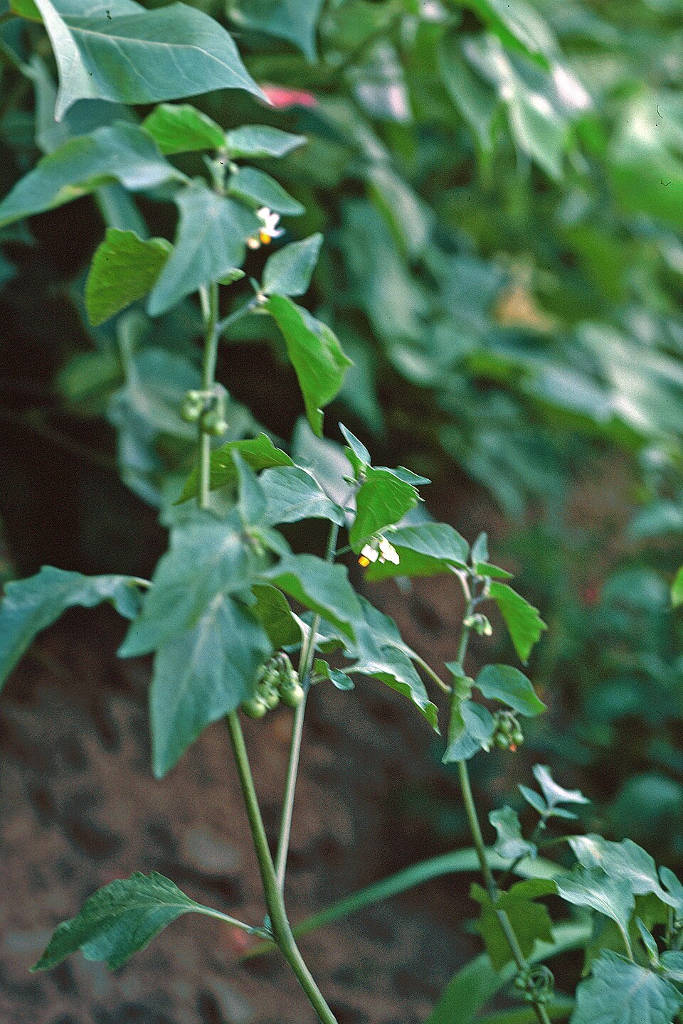 Solanum physalifolium (hairy nightshade) (alternate view 7)