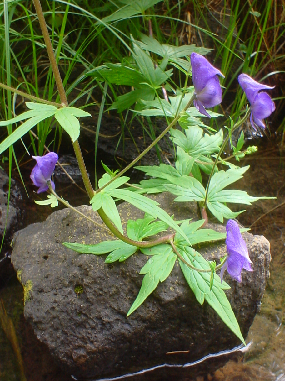 Aconitum columbianum (Columbian Monkshood) (alternate view 7)