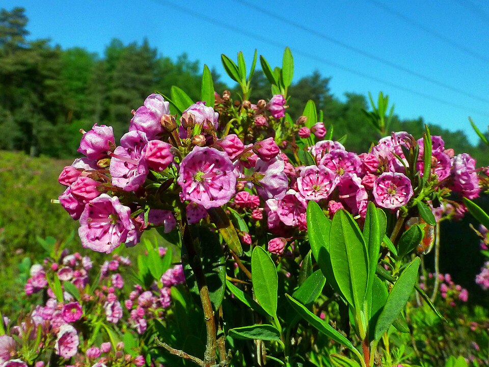 Kalmia angustifolia (sheep laurel)