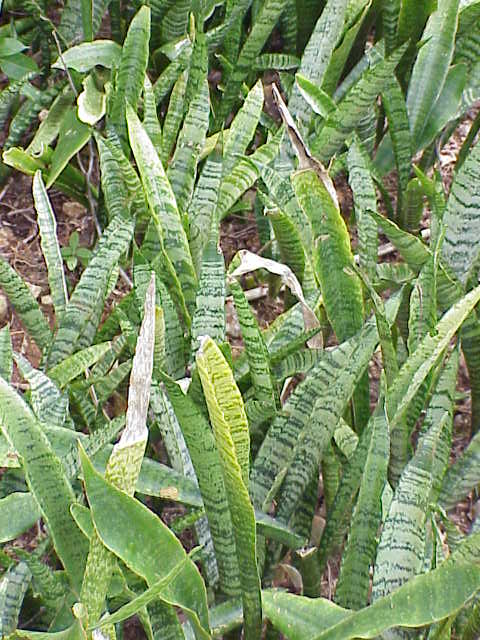 Dracaena zeylanica (Ceylon Bowstring Hemp)