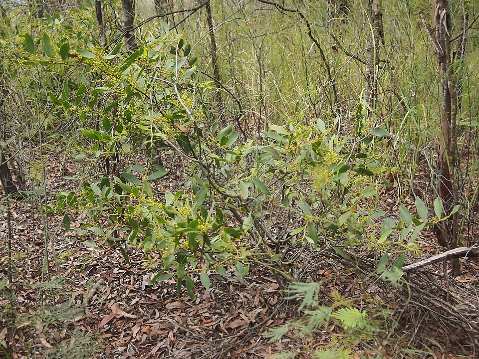 Acacia complanata (flat-stemmed wattle) (alternate view 7)