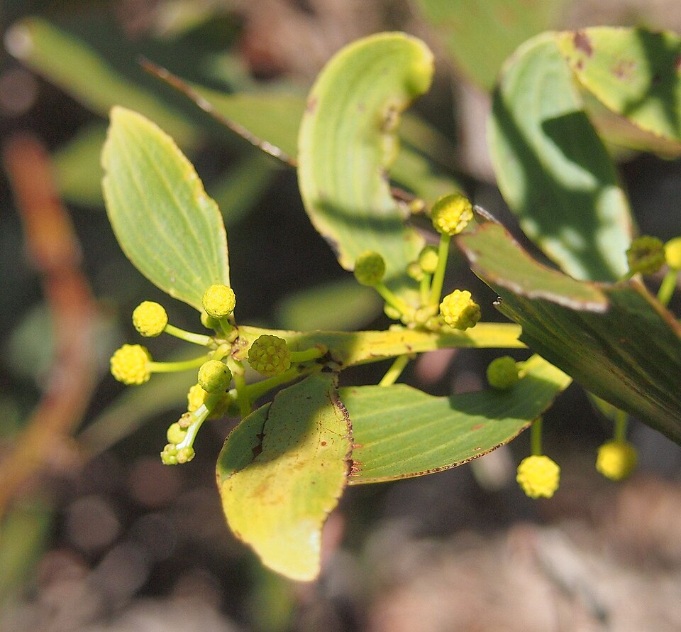 Acacia complanata (flat-stemmed wattle) (alternate view 8)