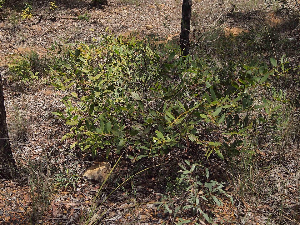 Acacia complanata (flat-stemmed wattle) (alternate view 9)