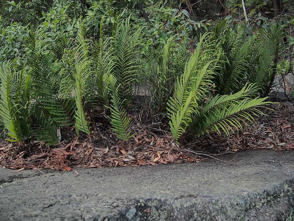 Drynaria rigidula (basket fern) (alternate view 8)