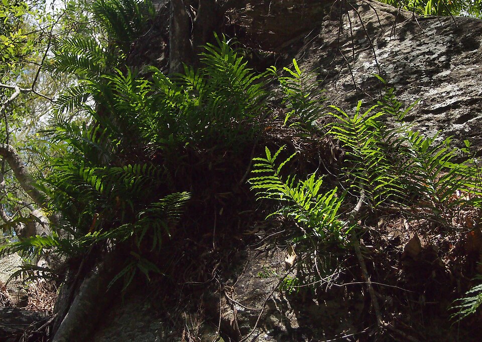 Drynaria rigidula (basket fern) (alternate view 9)