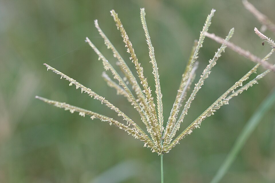 Chloris gayana (Rhodes Grass)