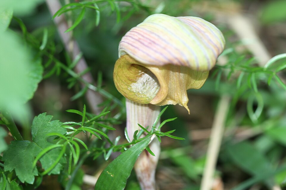 Arisaema ringens (Japanese Cobra Plant)