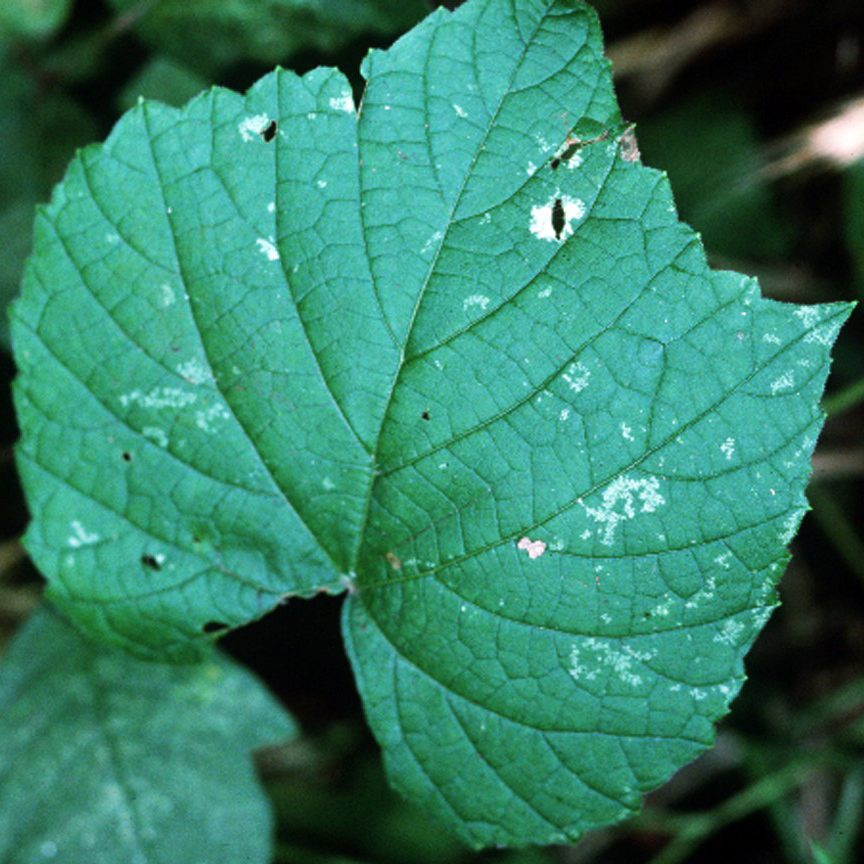 Vitis vulpina (frost grape) (alternate view 8)