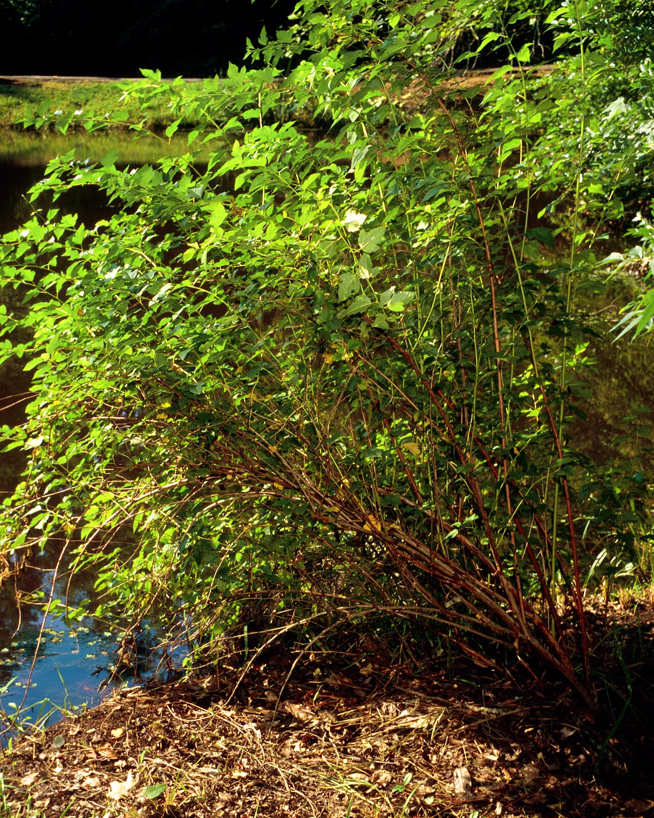 Physocarpus opulifolius, Common ninebark — spreading deciduous (Rosaceae) (image 6 of 10)