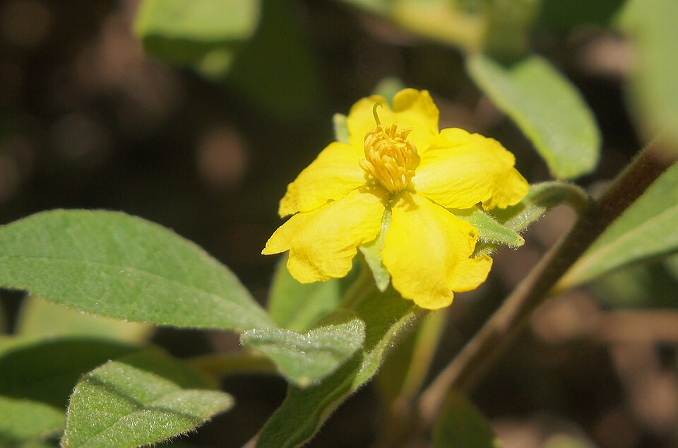 Hibbertia linearis (Showy Guinea Flower)
