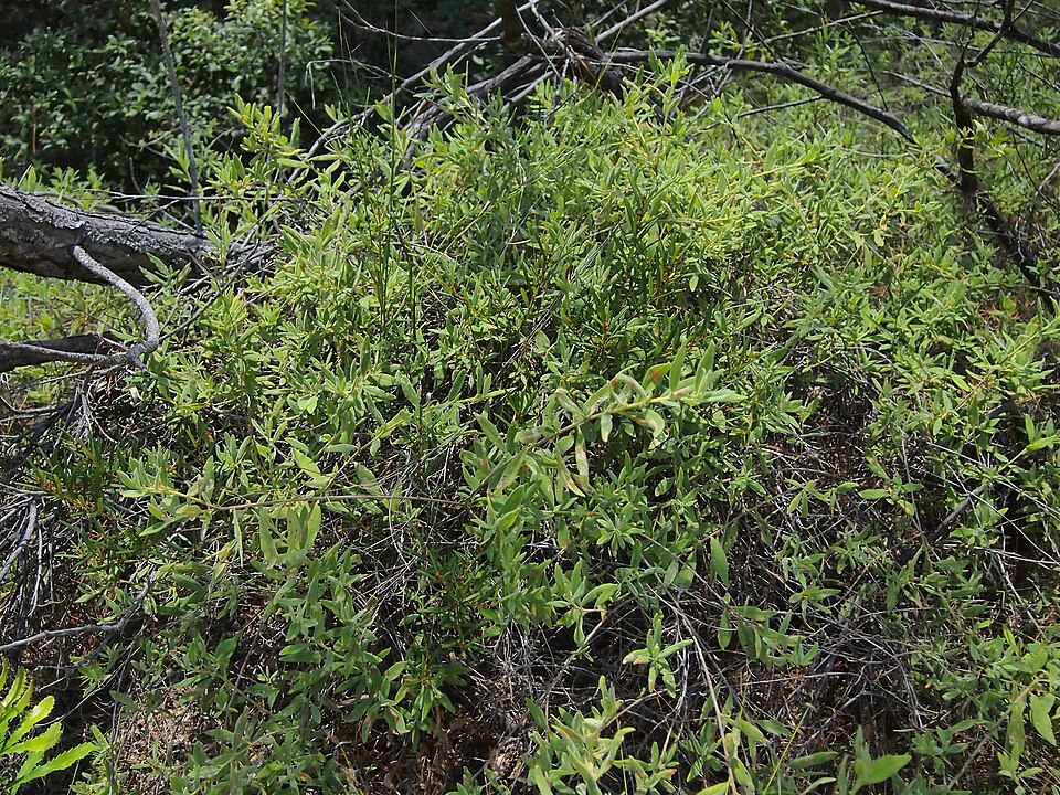 Hibbertia linearis (Showy Guinea Flower) (alternate view 2)