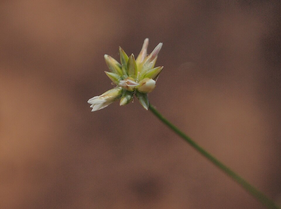Laxmannia gracilis (Slender Wire Lily) (alternate view 6)