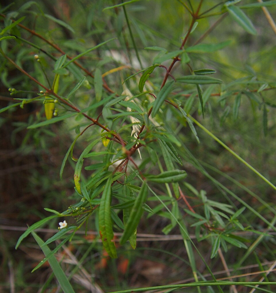 Zieria smithii (Sandfly Zieria) (alternate view 8)