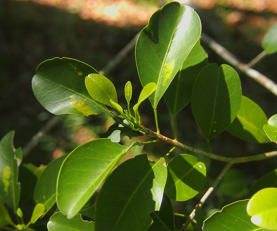 Acronychia laevis (glossy acronychia) (alternate view 10)