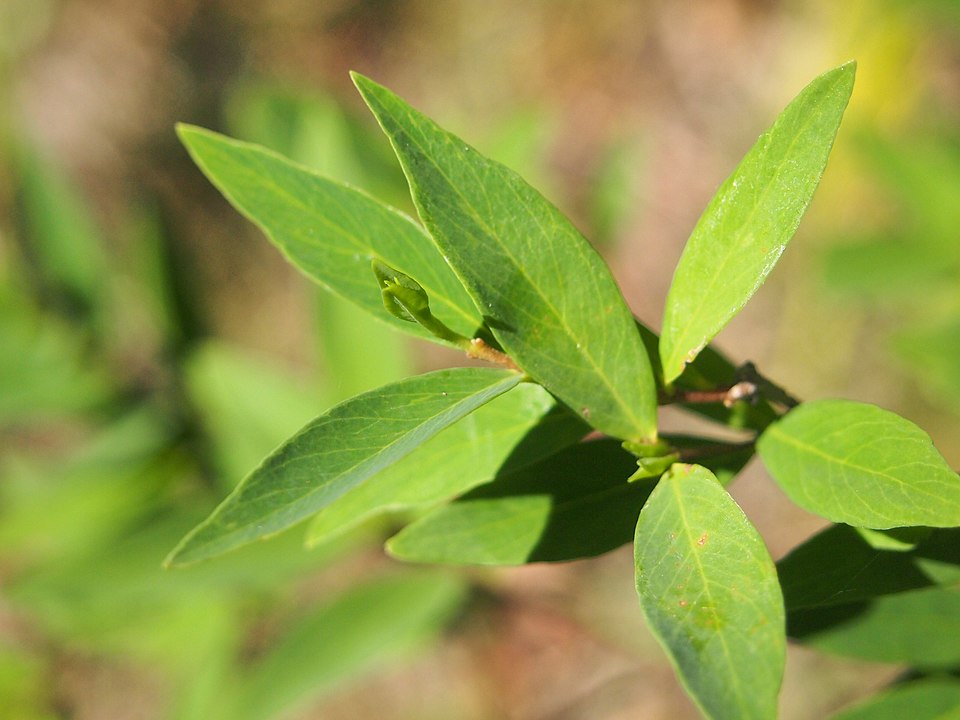 Wikstroemia indica (Bootlace Plant) (alternate view 6)