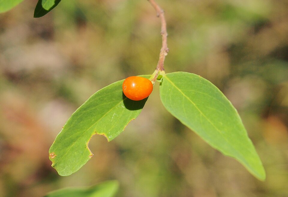 Wikstroemia indica (Bootlace Plant) (alternate view 7)