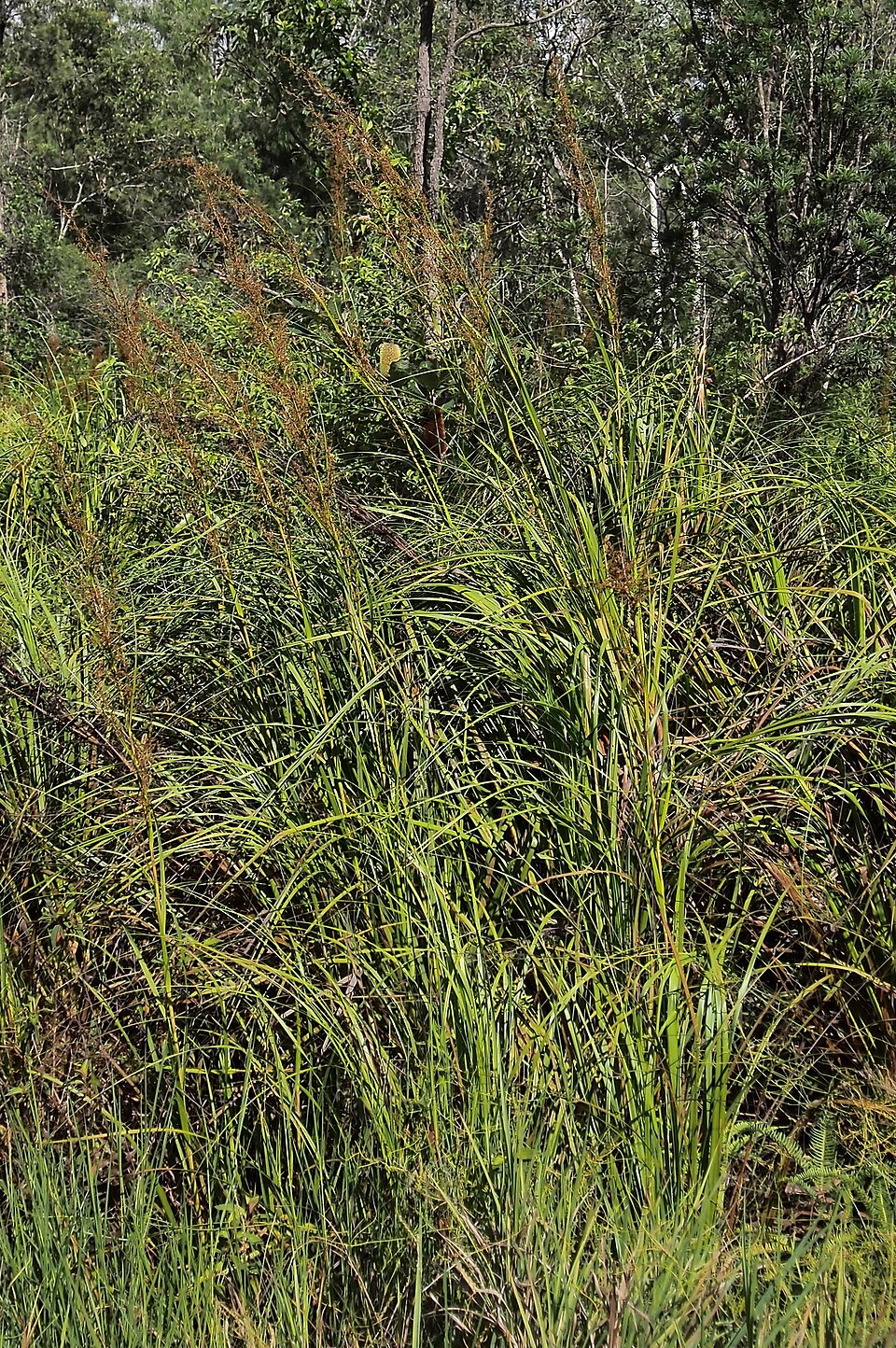 Gahnia sieberiana (Red-fruit Saw-sedge) (alternate view 8)