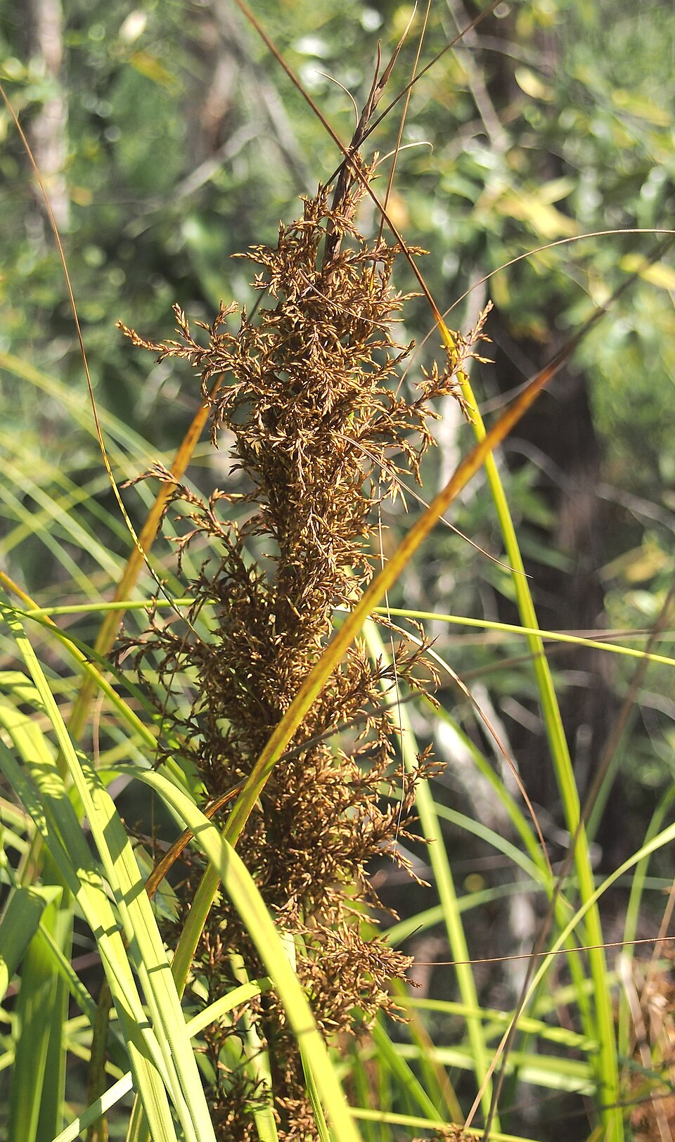 Gahnia sieberiana (Red-fruit Saw-sedge) (alternate view 9)