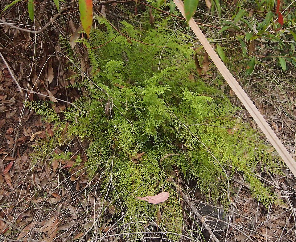 Lindsaea microphylla (lacy wedge fern) (alternate view 4)
