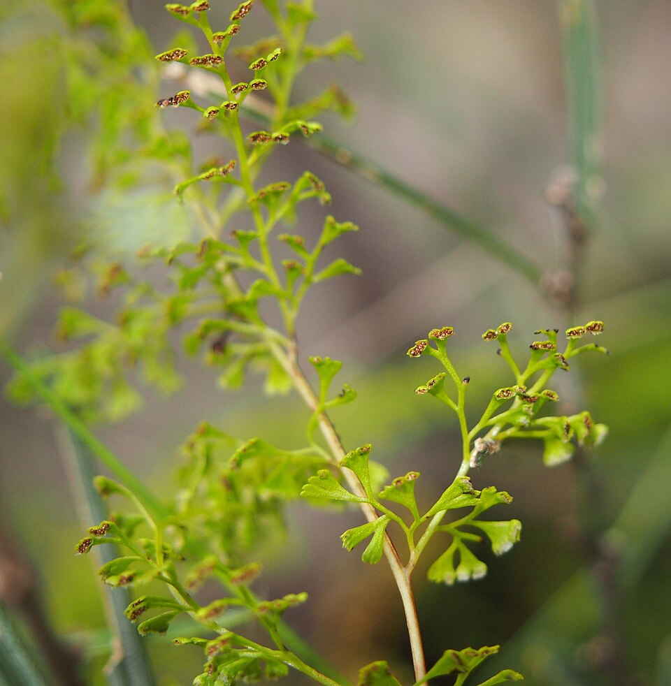 Lindsaea microphylla (lacy wedge fern) (alternate view 5)