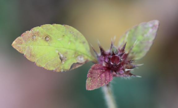 Galeopsis (Hempnettles)