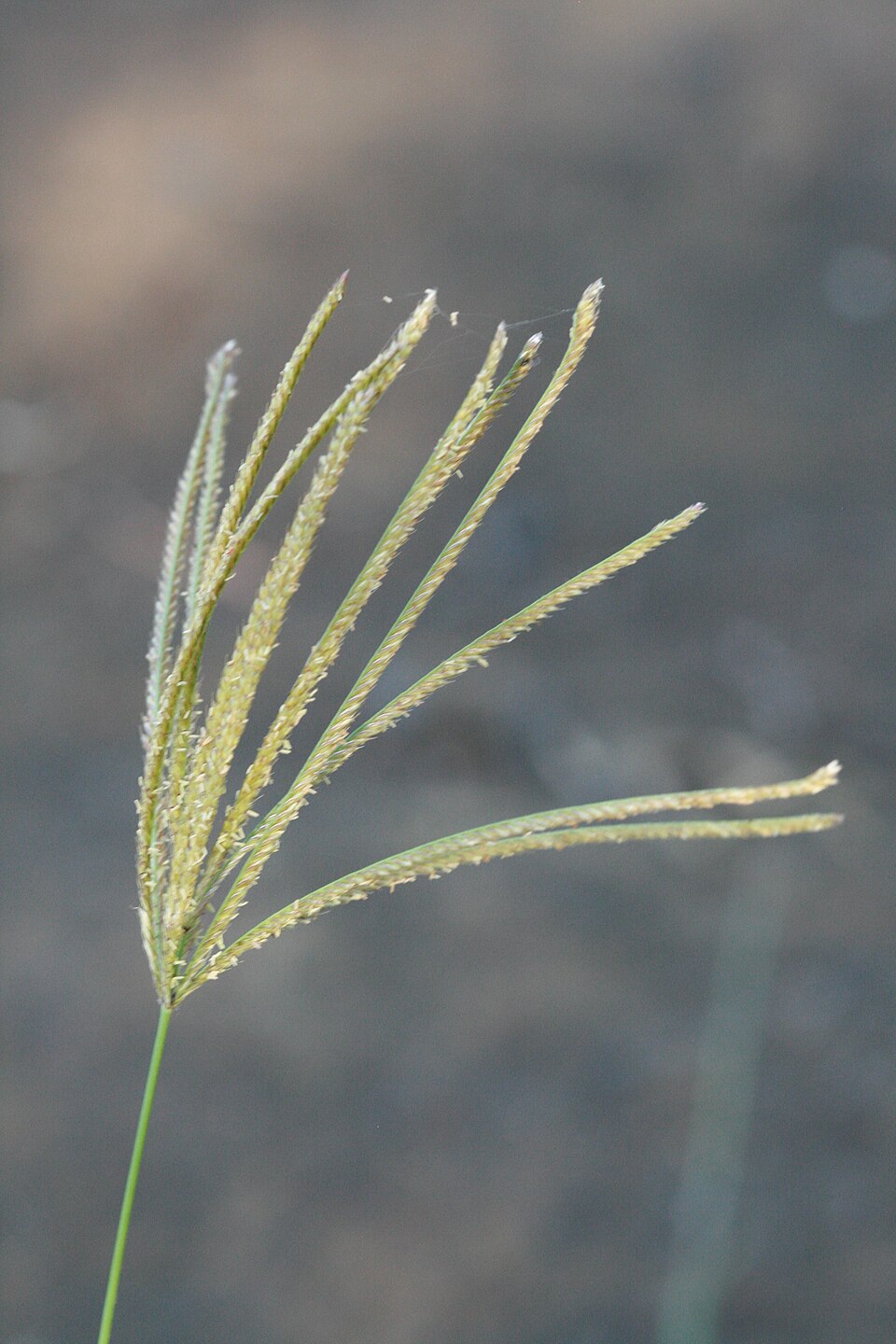 Chloris gayana (Rhodes Grass) (alternate view 2)