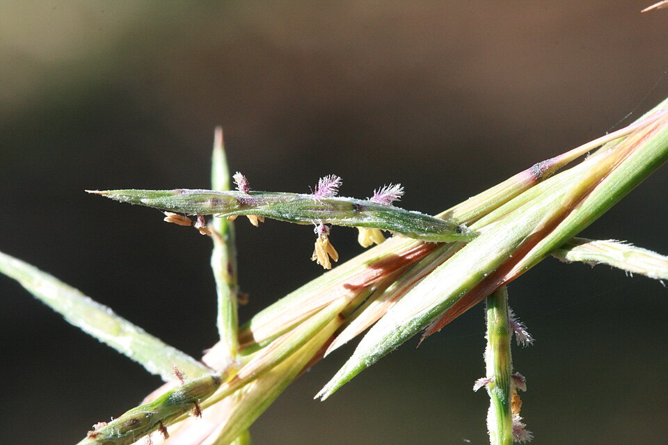 Cymbopogon refractus (barbwire grass) (alternate view 6)