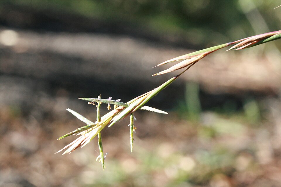 Cymbopogon refractus (barbwire grass) (alternate view 7)