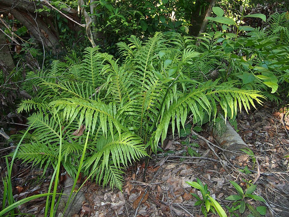 Oceaniopteris cartilaginea (hammock fern) (alternate view 8)