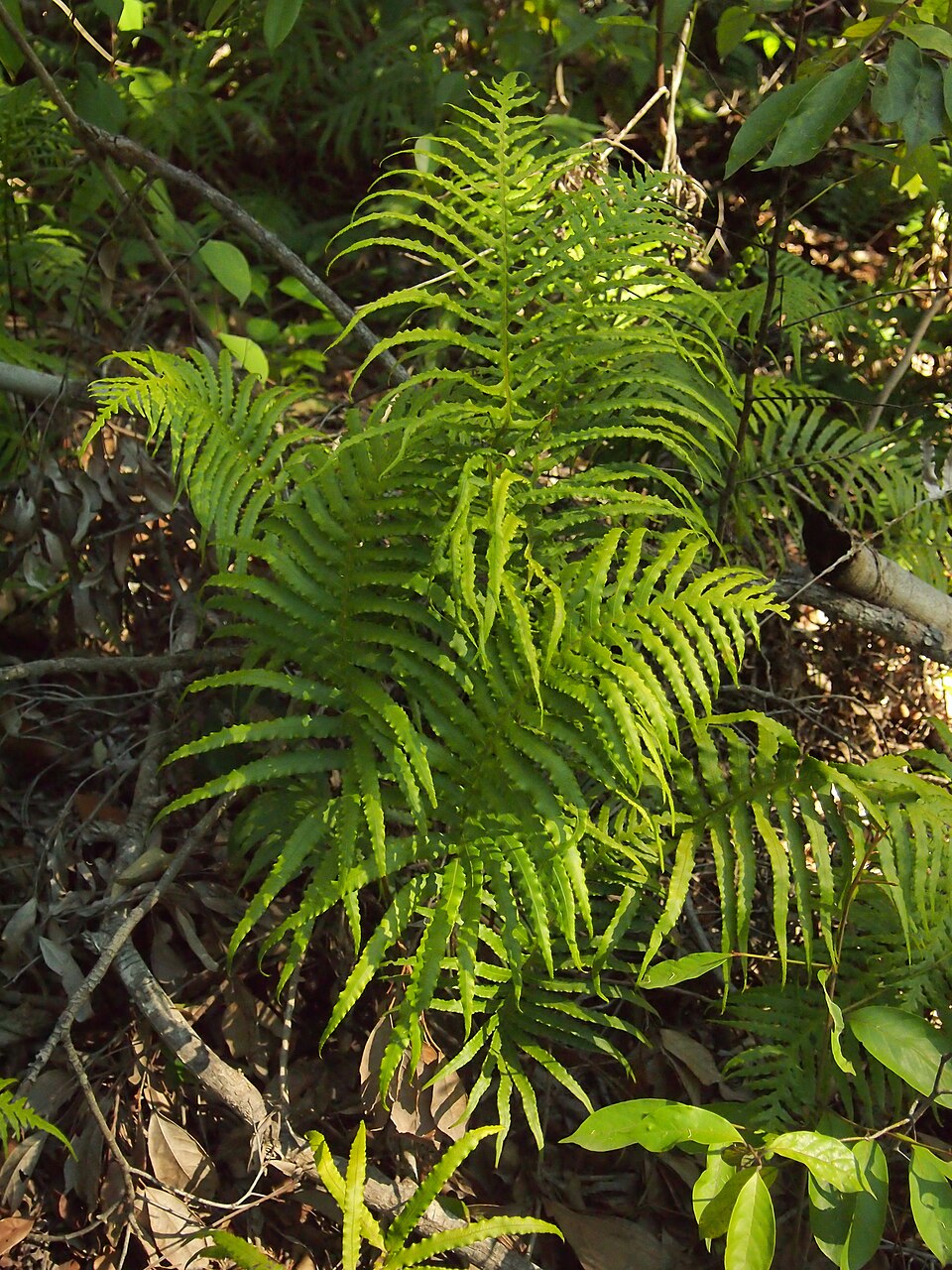 Oceaniopteris cartilaginea (hammock fern) (alternate view 9)