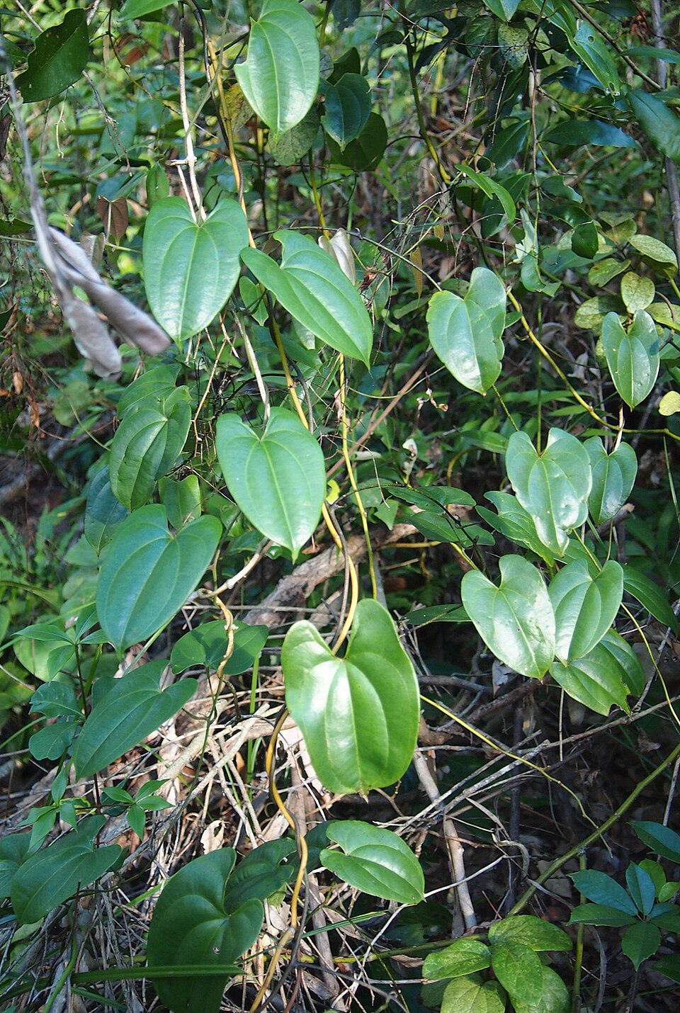 Dioscorea transversa (Common Yam Vine) (alternate view 7)
