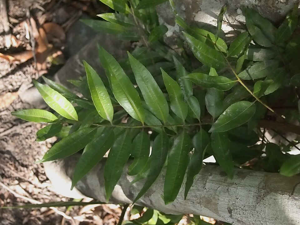Flindersia australis (Crows Ash) (alternate view 5)