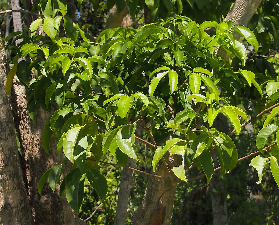 Melicope elleryana (pink-flowered doughwood) (alternate view 6)