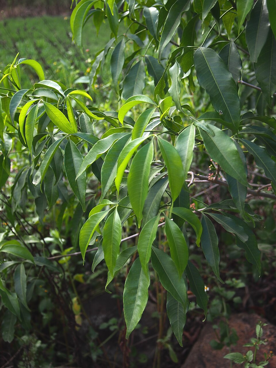 Melicope elleryana (pink-flowered doughwood) (alternate view 7)