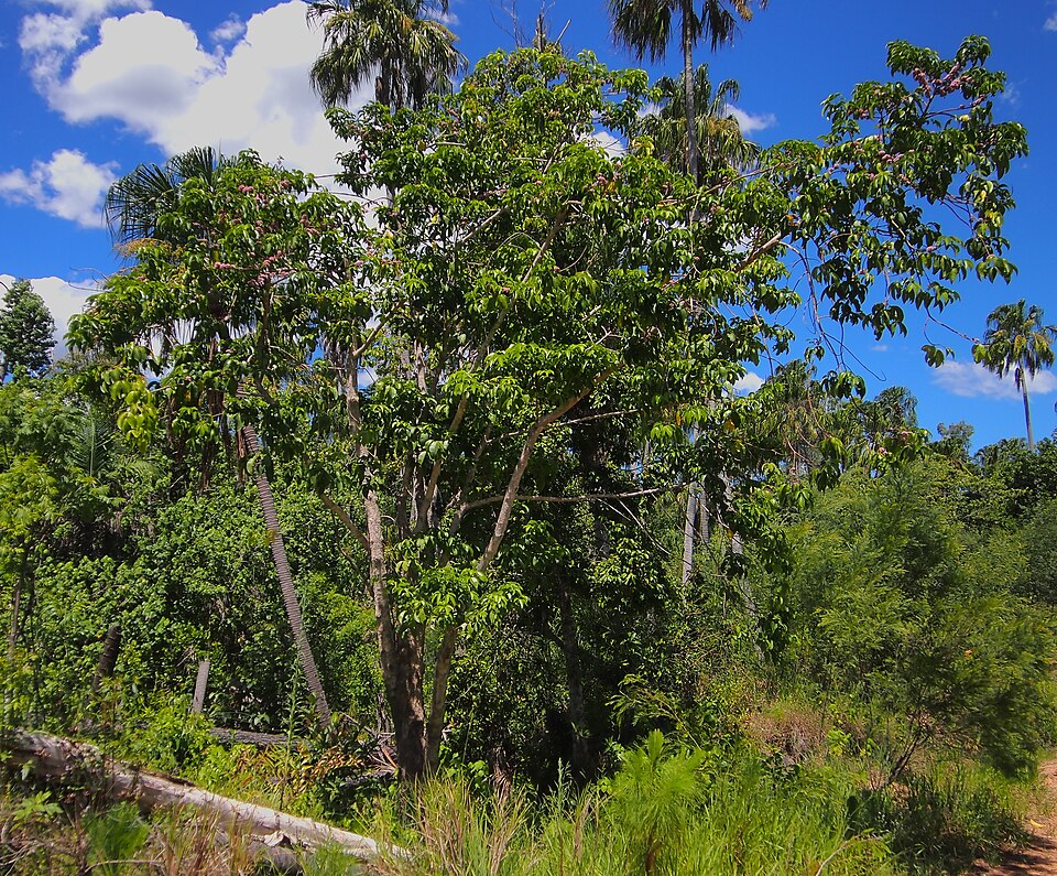Melicope elleryana (pink-flowered doughwood) (alternate view 8)