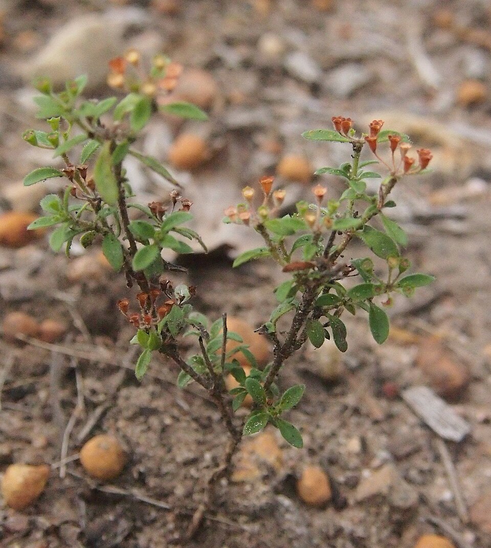 Pomax umbellata (pomax) (alternate view 7)