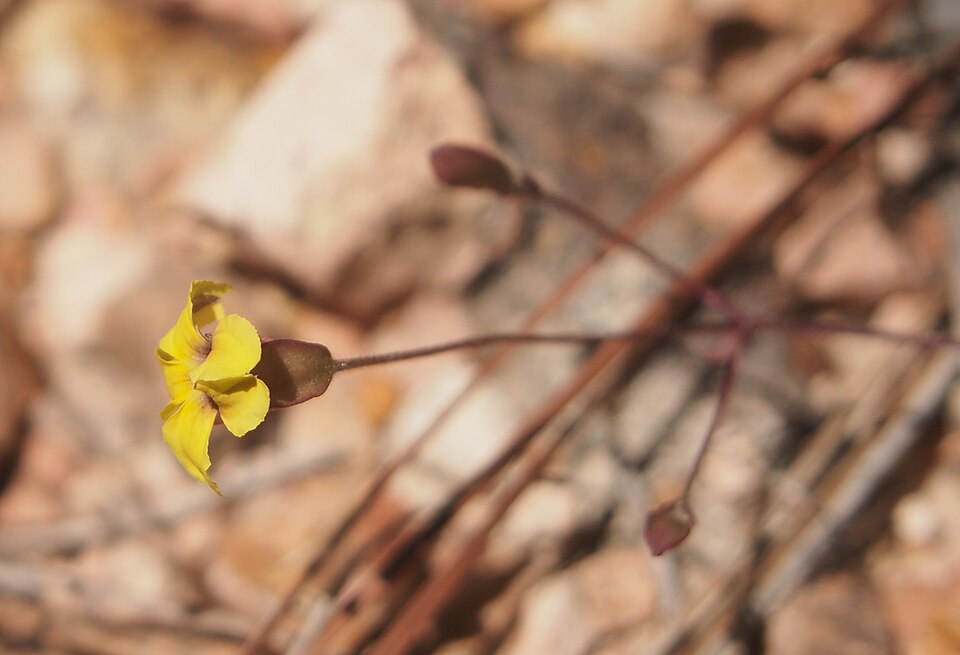 Goodenia mystrophylla (wild pansies) (alternate view 6)